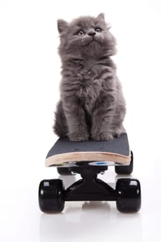 Skateboarding cat