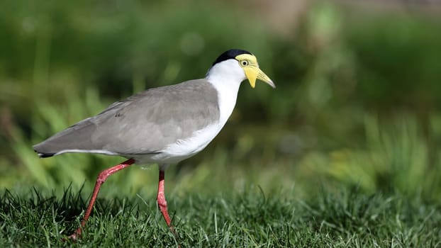 Details of a masked lapwing walking in grassland.
