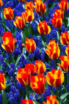 Tulips, colorful background