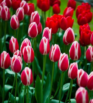 Tulips background