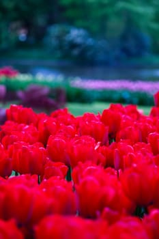 Tulips background