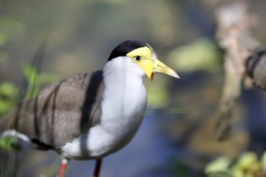 Details of a masked lapwing walking in grassland.