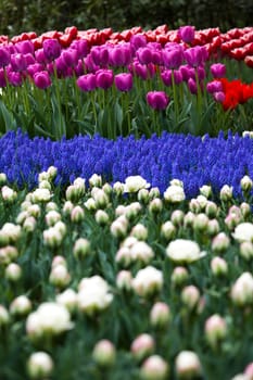 Tulips, colorful background