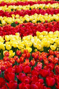 Tulips, colorful background