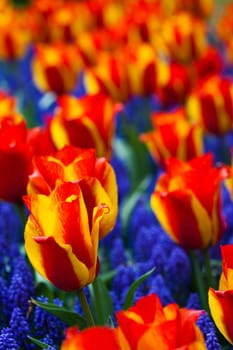 Tulips background
