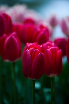 Fresh Beautiful Tulips