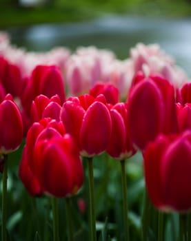 Fresh Beautiful Tulips