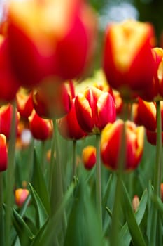 Fresh Beautiful Tulips