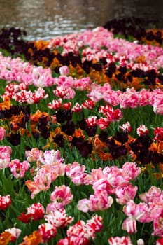 Tulips, colorful background