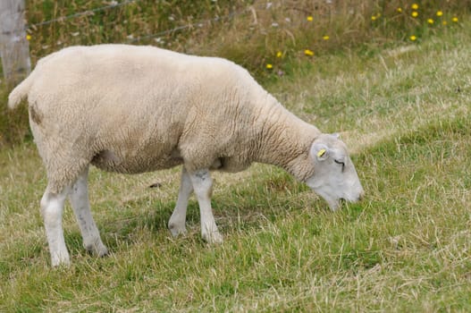 Dike sheep