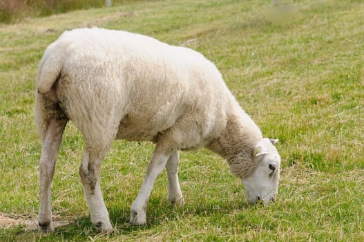 Dike sheep
