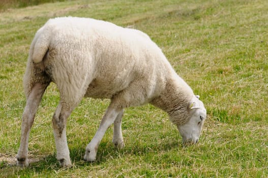 Dike sheep