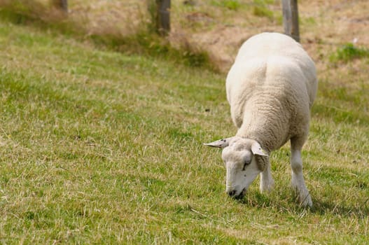 Dike sheep