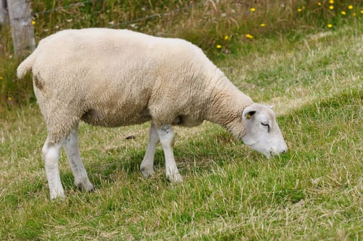Dike sheep