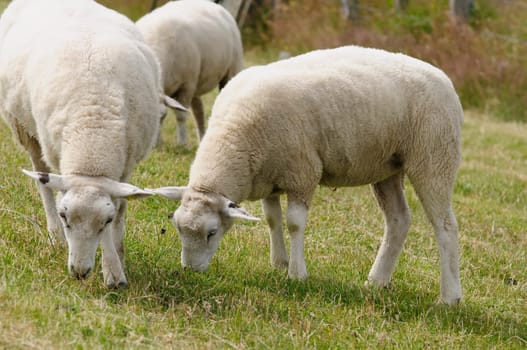 Dike sheep