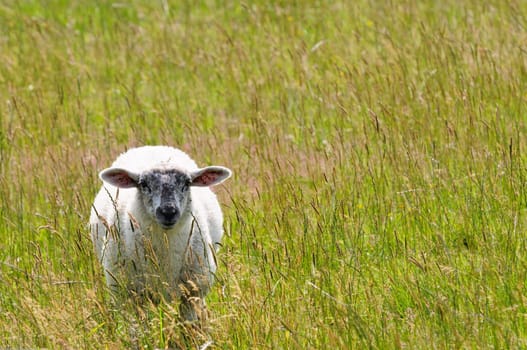 Dike sheep