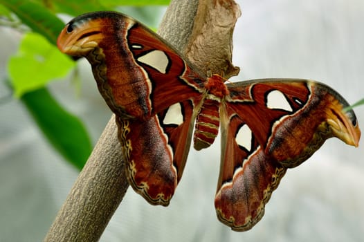 Atlas moth