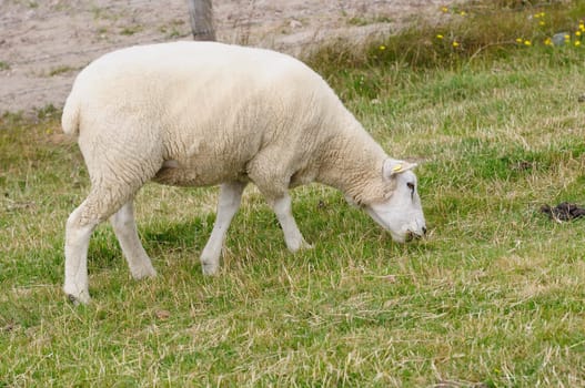 Dike sheep