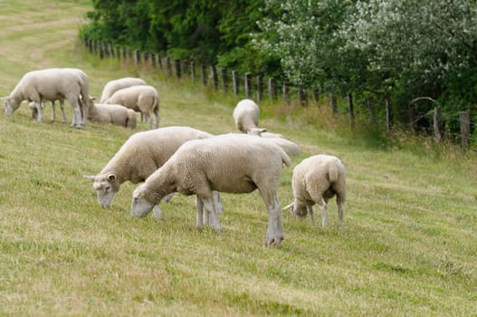 Dike sheep