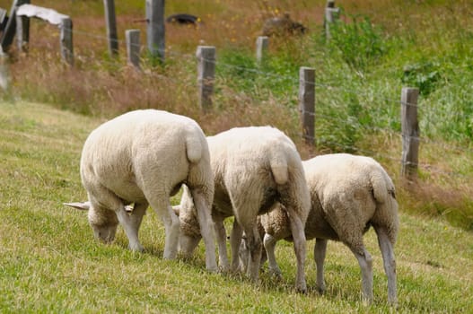 Dike sheep