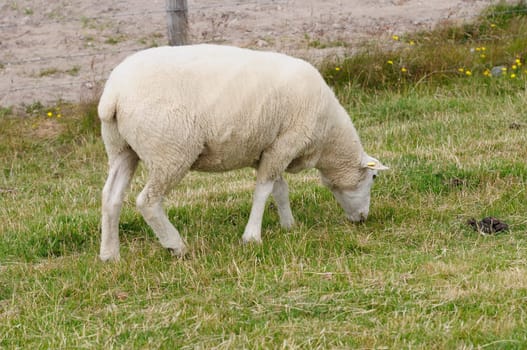Dike sheep