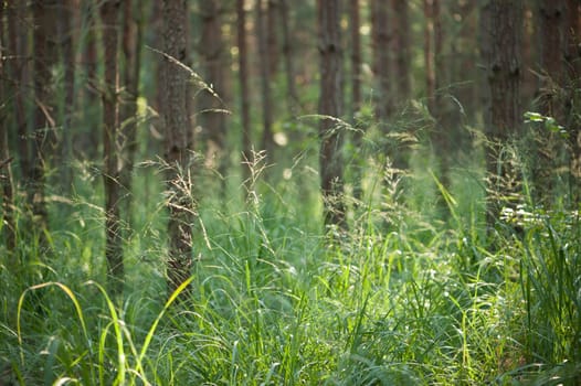 forest without cake without mushrooms without gras without aegeria