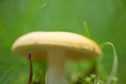 Forest mushroom