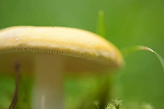 Forest mushroom