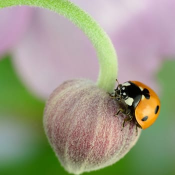 Ladybird