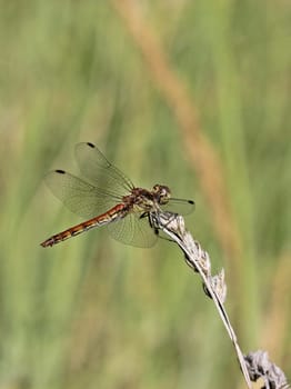 Female damselfly (Sympetrum vulgatum)