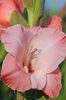 Gladiolus