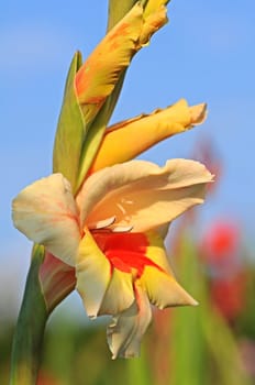 Gladiolus
