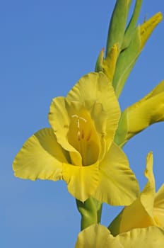 Gladiolus