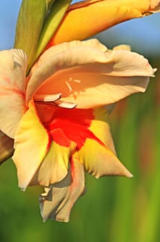 Gladiolus