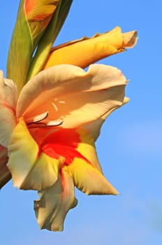 Gladiolus