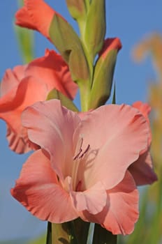 Gladiolus