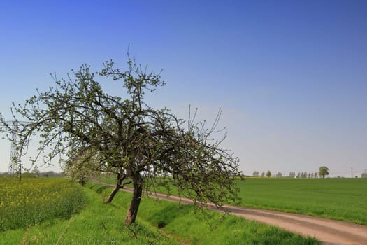 Trees at the edge of the field