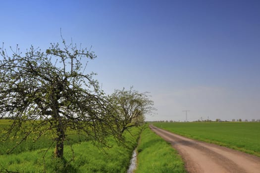 Trees at the edge of the field