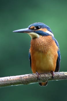 The kingfisher (Alcedo atthis)