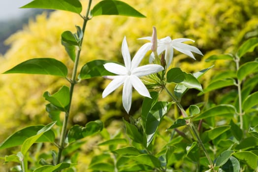 Jasmine flowers on a bright sunny day