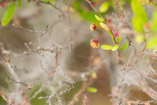 Fine cobweb on flowering plant with berries and flower close-up