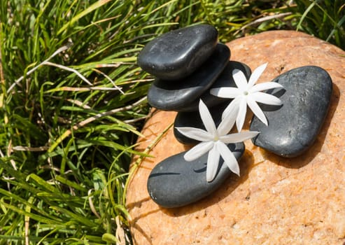 Jasmine flowers on zen black stones
