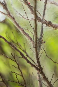 Spider web on plants