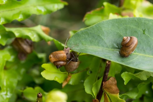 Garden snails upside down close-up