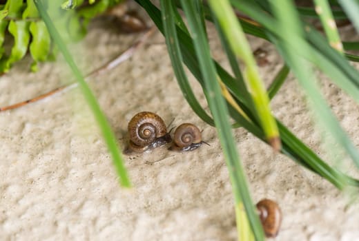 Snails racing after rain