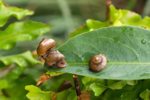 One snail is on top of another snail with operculum while it sliding away. Operculum is a calcareous lid that attached on top of a snail's foot and act as a lid or trapdoor. Only few species of land snails have operculums.