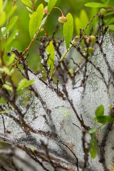 Raindrops on fine cobweb around the branches of a plant with berry fruits