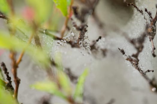 Raindrops on cobweb close-up