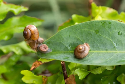 A snail is hitchhiking on top of another snail with operculum. Operculum is a calcareous lid that attached on top of a snail's foot and act as a lid or trapdoor. Only few species of land snails have operculums.