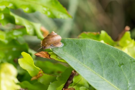 Garden snail with operculum is on the tip of leaf. Operculum is a calcareous lid that attached on top of a snail's foot and act as a lid or trapdoor. Only few species of land snails have operculums.